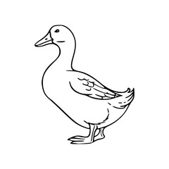 vector illustration of a duck coloring pages