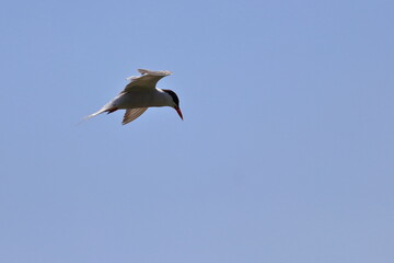 common tern