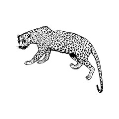 dynamic jaguar line art with curled design © Zen20