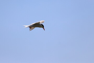 Obraz premium common tern