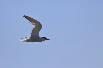 common tern