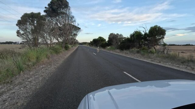 4K, Runaway sheep escaping from field, running down road in front of car, Kangaroo Island, Australia