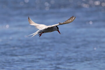 common tern