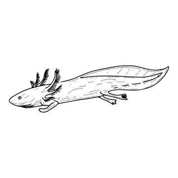 black and white axolotl drawing clip art preview