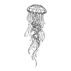 a line art drawing of a jellyfish illustration  © Zen20