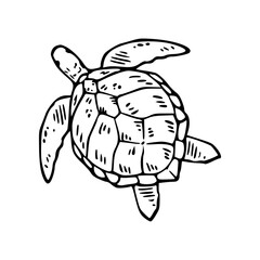 a black and white drawing of a turtle