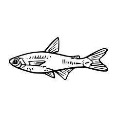 Fototapeta premium vector illustration of a fish