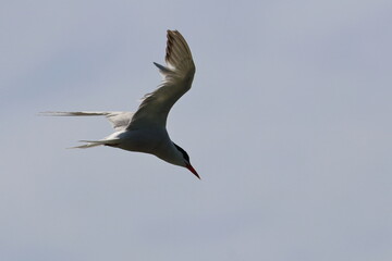 common tern