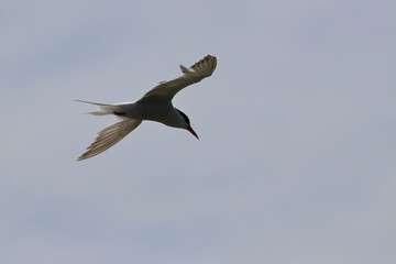 common tern
