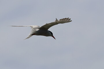common tern