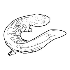 amphibian tadpole vector coloring pages
