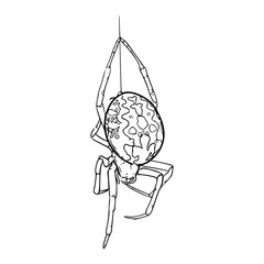 hanging spider outline vector drawing