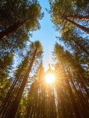 Obraz premium Sunburst Through Tall Trees Creating an Enchanting Forest Scene : Generative AI