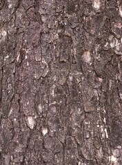 bark of a pine trunk, background. close up