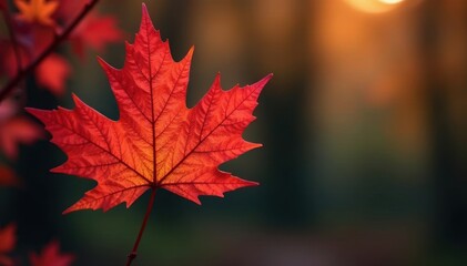 Close-up of single maple leaf, intricate detail, rich color, crisp, brown, season
