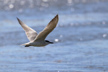common tern