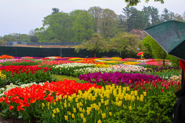 Vibrant flower garden during spring with colorful tulips in bloom