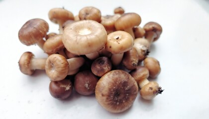 Obraz premium Cluster of Small Wild Mushrooms Showcasing Natural Diversity