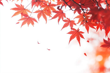 Vibrant red maple leaves in autumn with colorful fall foliage creating a beautiful scene