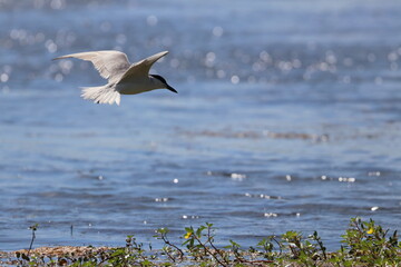 common tern