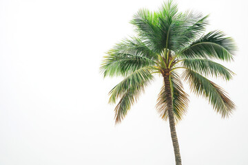 Tall palm tree against a clear white sky, tropical vibe.