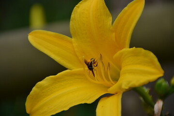 Yellow Lily with a small black bee pollinating it