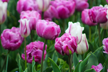 Pink and white tulips blooming in a vibrant garden during spring