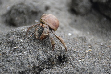Beautiful hermit crab moving on the dark sand
