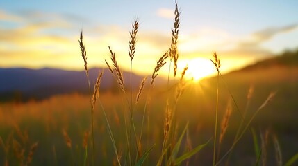 Obraz premium Golden Hour Grass Field with Silhouette of Tall Grass and Warm Sunlight Glimmering Through : Generative AI