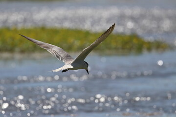 common tern