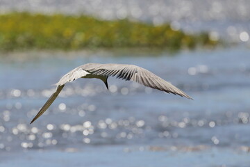 common tern