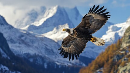 Obraz premium Majestic eagle soaring, snowy mountains backdrop, nature scene, wildlife photography