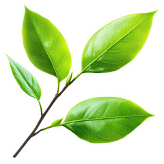 vibrant green branch with large and small leaves, showcasing natural beauty and freshness. Perfect for nature themed designs or eco friendly projects