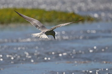 common tern