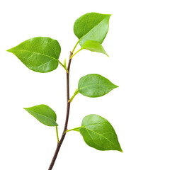 Fototapeta premium Fresh green leaves on branch, showcasing vibrant foliage and natural beauty. Perfect for nature themed designs or eco friendly projects