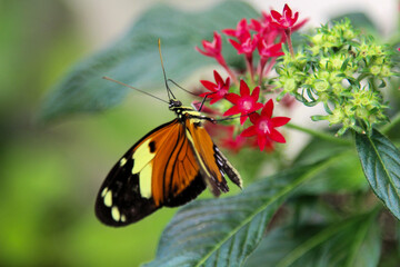 Butterfly drinking nectar from vibrant flowers in a garden