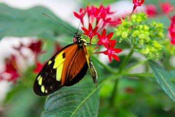Colorful butterfly perched on blooming flowers in a garden