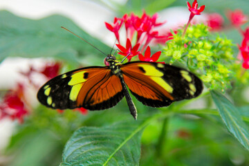 Colorful butterfly resting on vibrant red flowers in sunny garden