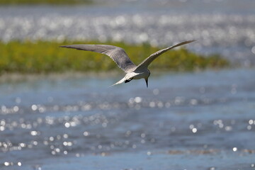 common tern