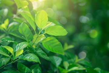 Nature of green leaf in garden at summer. Natural green leaves plants using as spring background. High quality photo