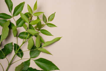 Green branch on beige background. Flat lay, top view. Copy space