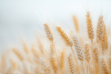 Fototapeta premium Golden wheat field under a clear blue sky, with a gently blurred farmhouse in the background.