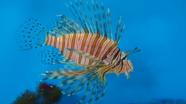 The zebra lionfish, or zebra fish, or striped lionfish Pterois volitans