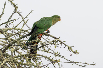 Photograph of an Australian King Parrot sitting in a leafless tree in the sunshine in the Blue Mountains in New South Wales, Australia.