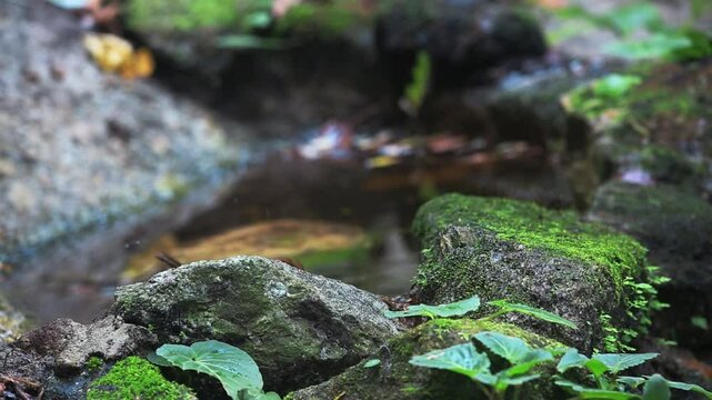 bird bathing at a small waterhole in a dry stream bed during the dry season, Phnom Prich Wildlife