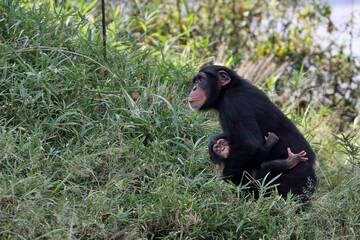 弟を抱いて見上げるチンパンジーの兄