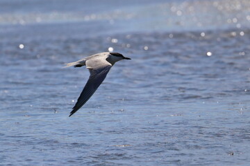 common tern