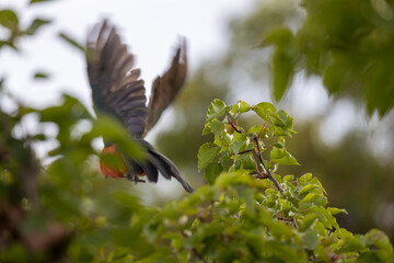Obraz premium Photograph of an Australian King Parrot flying off a tree branch in the Blue Mountains in New South Wales, Australia.