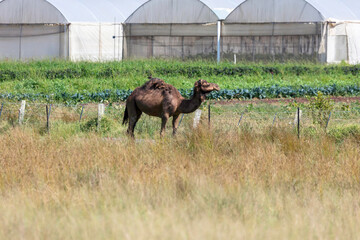 Fototapeta premium Photograph of a camel standing in a lush green pasture with birds perched on its back in regional Australia. The scene captures the harmony between the animals and their surroundings.