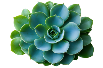 A vibrant succulent plant showcases its unique geometric leaves, radiating shades of green and blue, perfect for home decor and gardening inspiration.